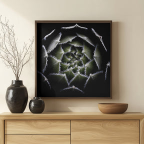 Sempervivum Rosette Poster