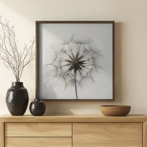 Tragopogon Poster