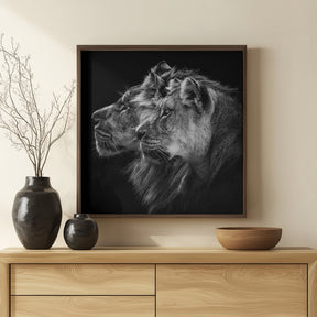 Lion and  lioness portrait Poster