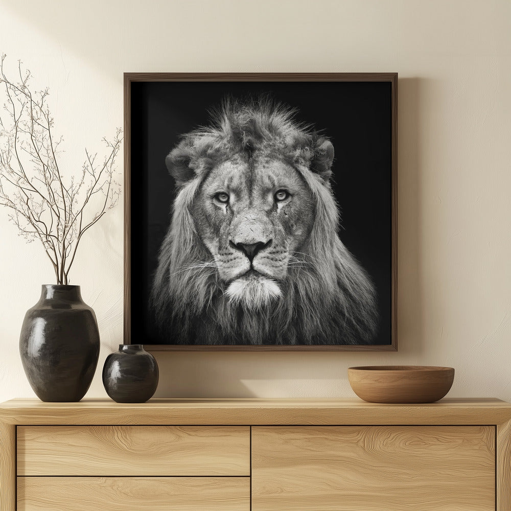 Young Male Lion Poster