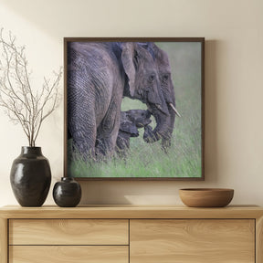 Elephant Family Poster