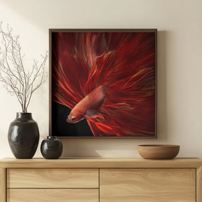 Red Fire Bettafish Poster