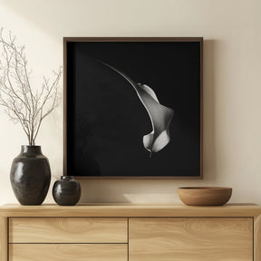 Hummingbird Abstraction (Calla Lily #3) Poster