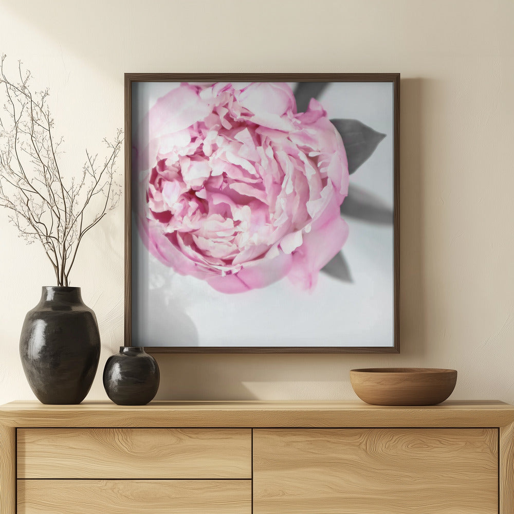 Pink peony III Poster