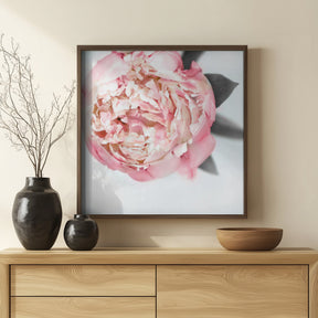 Blush peony III Poster