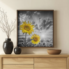 Focus on two sunflowers Poster