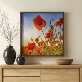 Fascinating poppies Poster