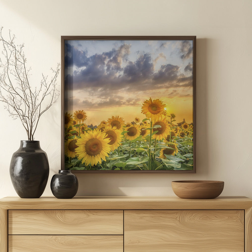 Sunflowers in the evening Poster