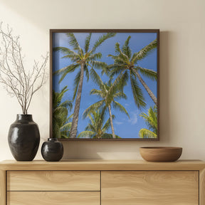 Lovely Palm Trees Poster