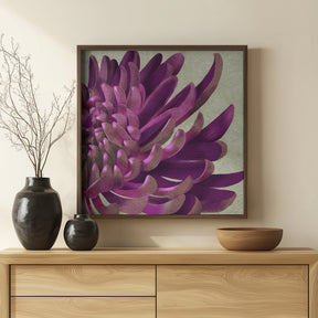 Chrysanthemum Purple Poster