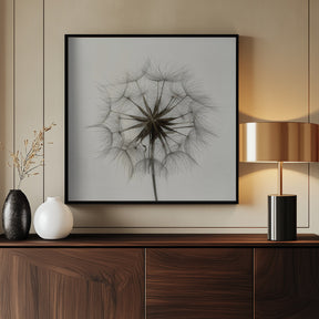 Tragopogon Poster