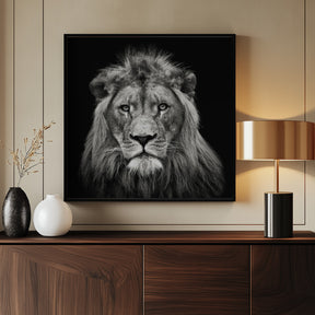 Young Male Lion Poster