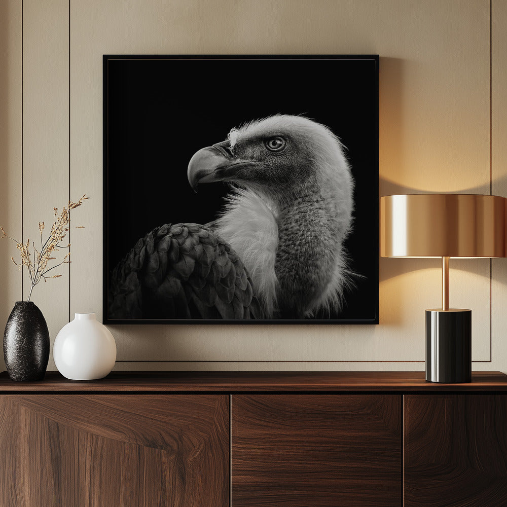 Eurasian Griffon Poster