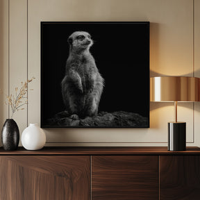 Meerkat Poster