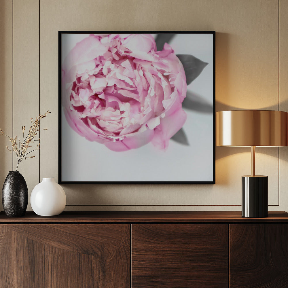 Pink peony III Poster