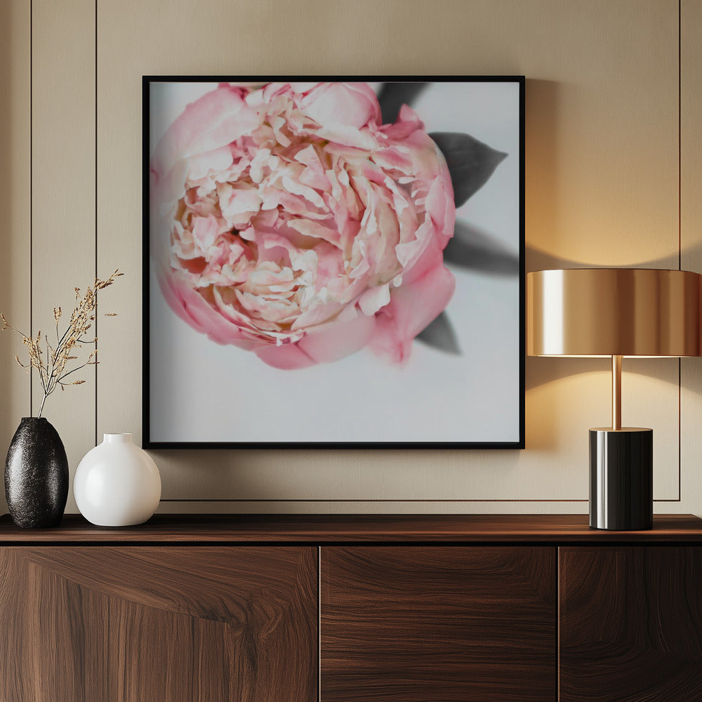 Blush peony III Poster