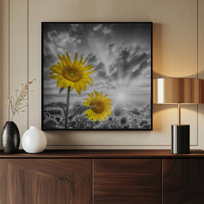 Focus on two sunflowers Poster