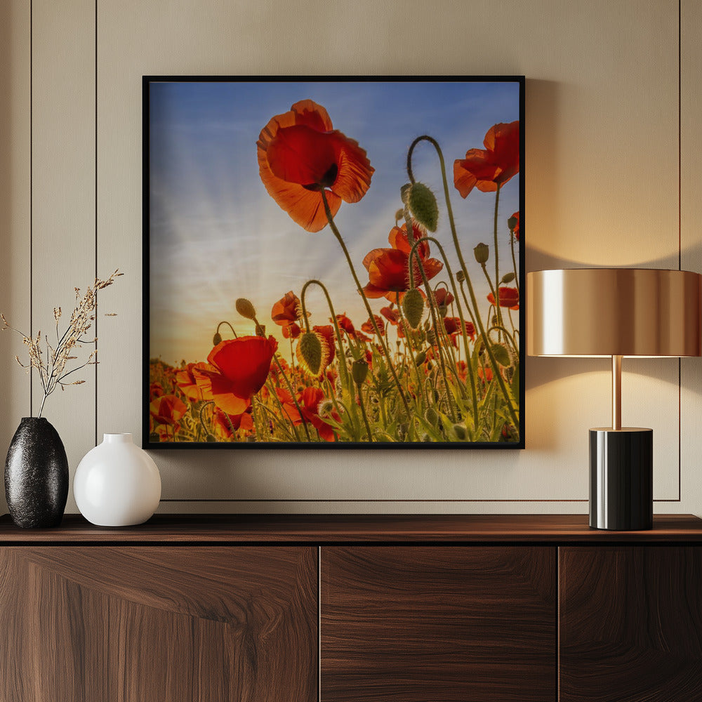 Fascinating poppies Poster