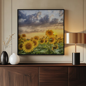 Sunflowers in the evening Poster