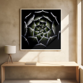 Sempervivum Rosette Poster