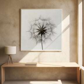 Tragopogon Poster