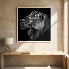 Lion and  lioness portrait Poster