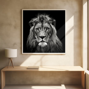 Young Male Lion Poster