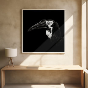 Southern Ground Hornbill Poster