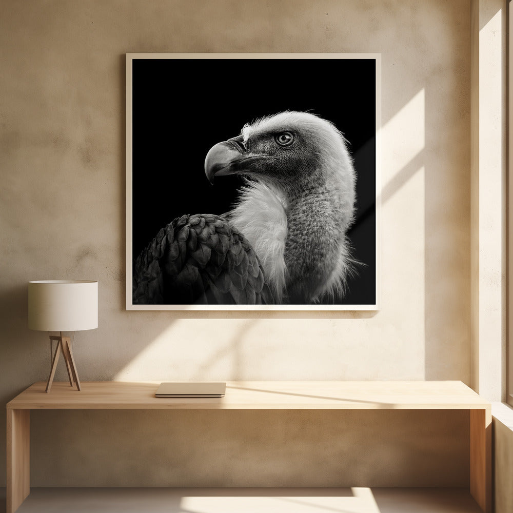 Eurasian Griffon Poster