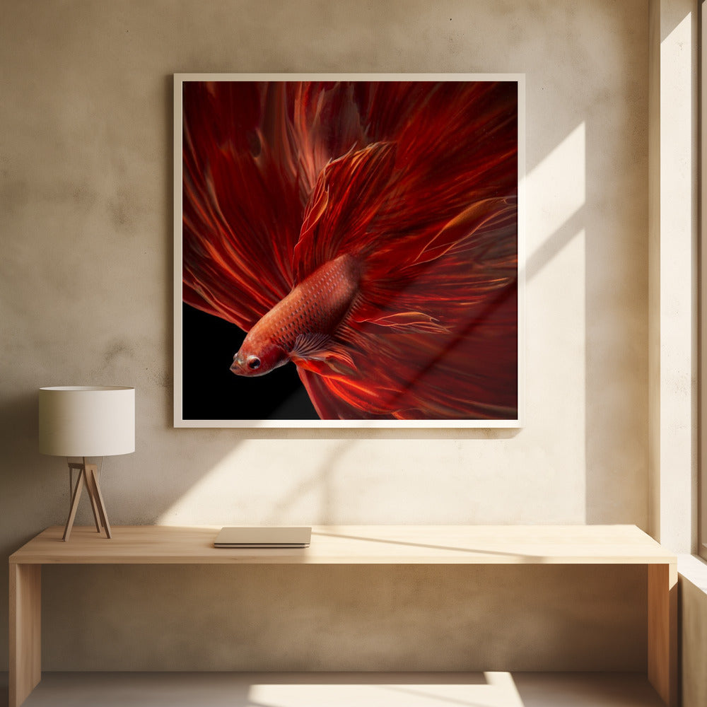 Red Fire Bettafish Poster