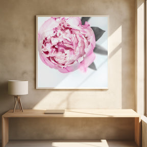 Pink peony III Poster