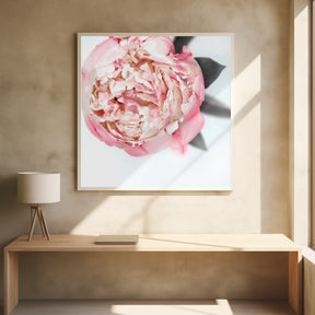 Blush peony III Poster