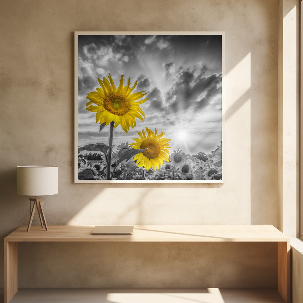 Focus on two sunflowers Poster