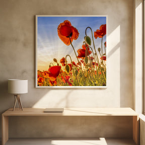 Fascinating poppies Poster