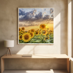 Sunflowers in the evening Poster