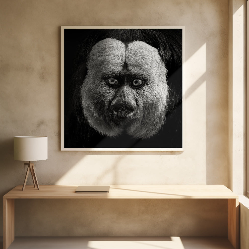 White-Faced Saki Poster