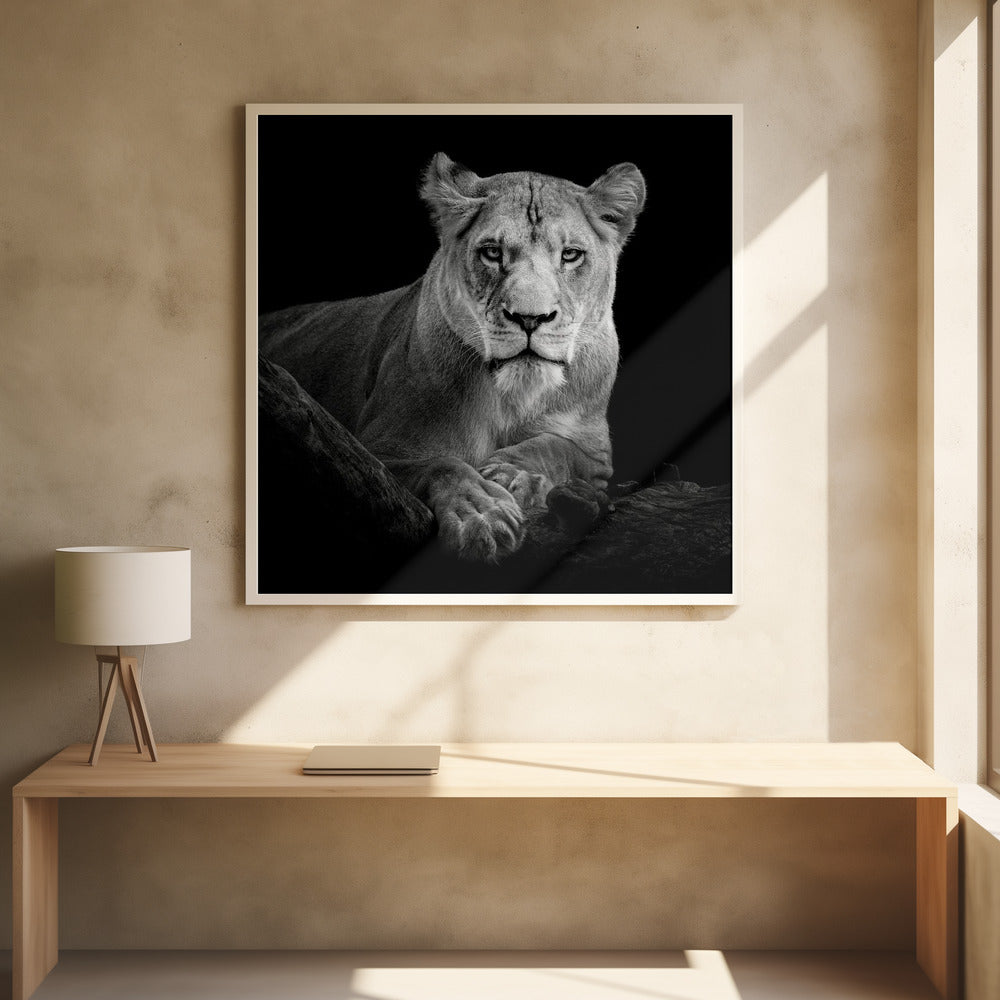 Lioness Poster