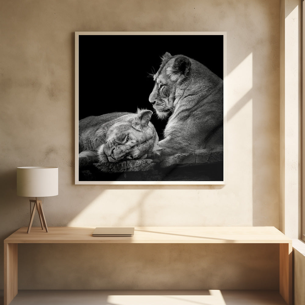 Two Lions Poster