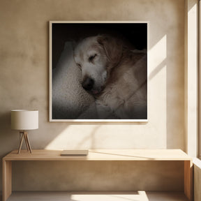 Sleeping Golden Poster