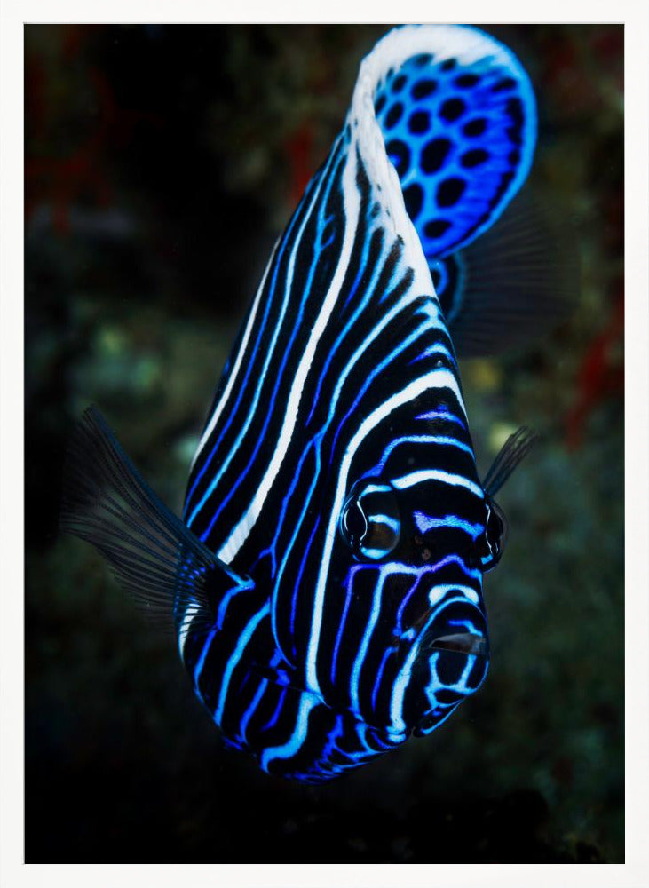 Emperor angelfish Poster