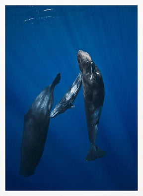 Sperm whale family Poster