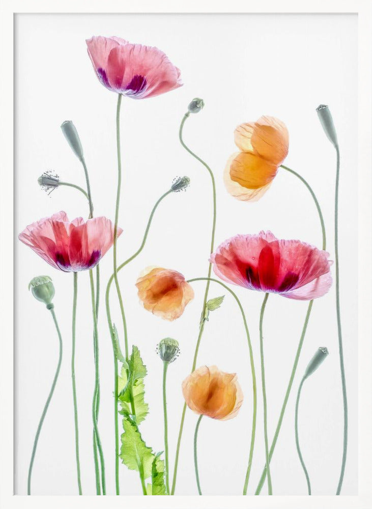 Poppies Poster