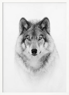 Portrait of a Timber Wolf Poster