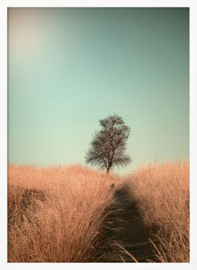 Grass and Path Poster