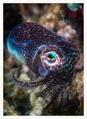 Baby cuttlefish Poster