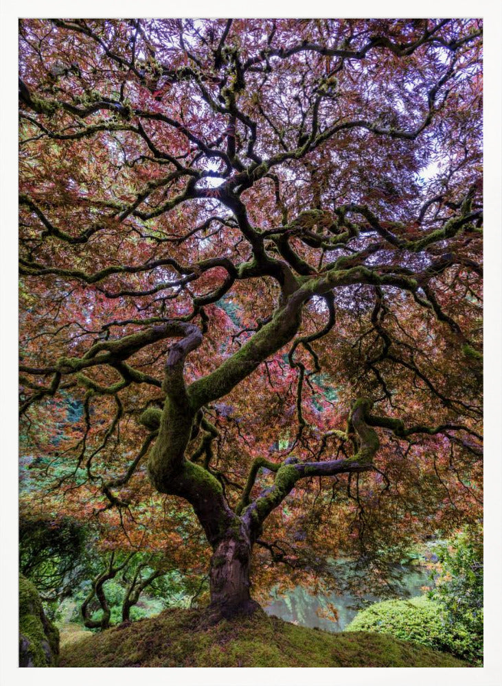 Japanese Maple Tree Poster