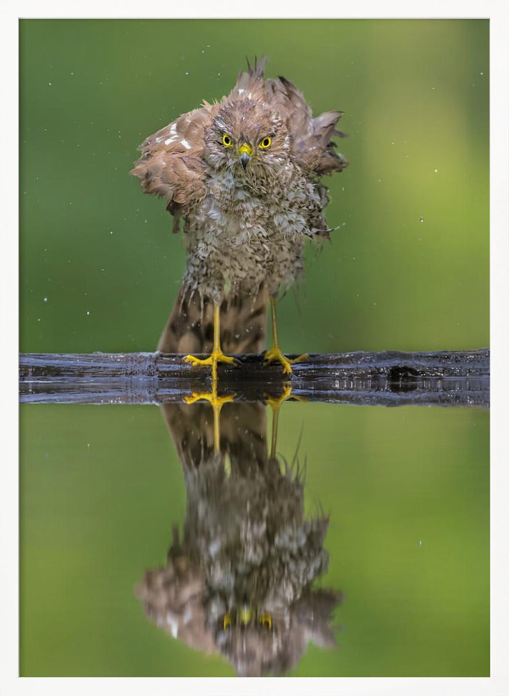 Bathing Poster