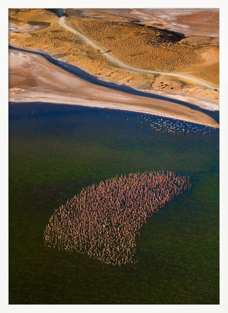 Flamingos on the Lake Poster