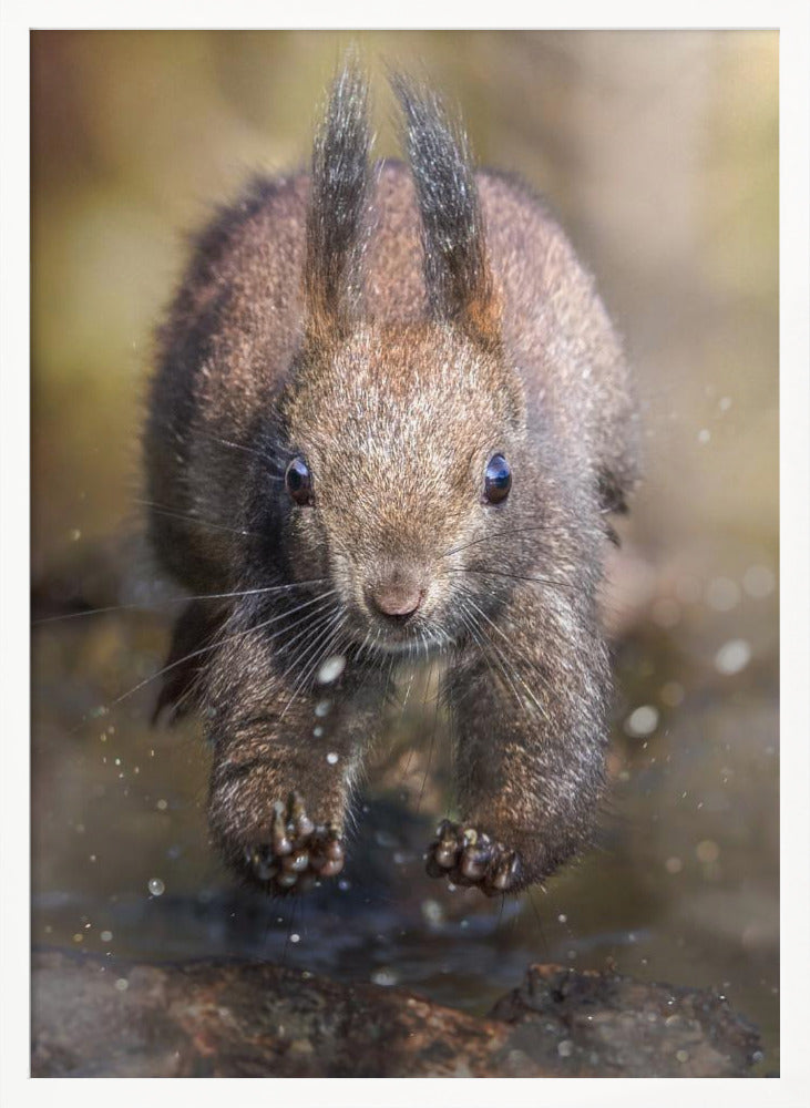 The jump of the squirrel Poster