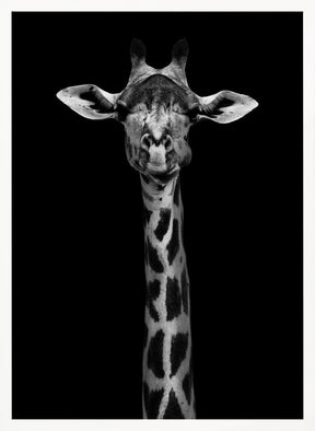 Giraffe Portrait Poster